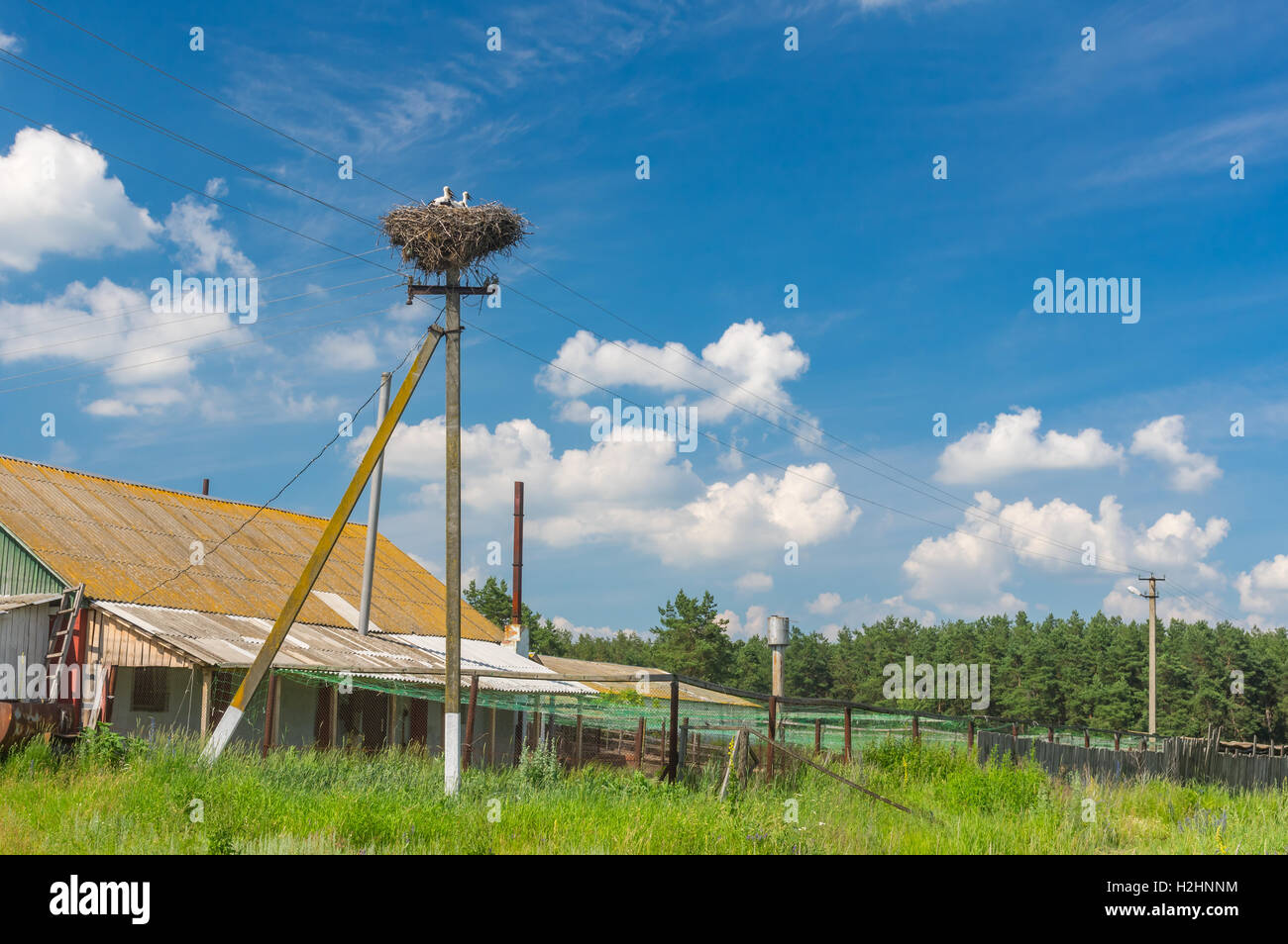 Landschaft mit Storch nest auf einem Strom Pol in die Zentralukraine Stockfoto