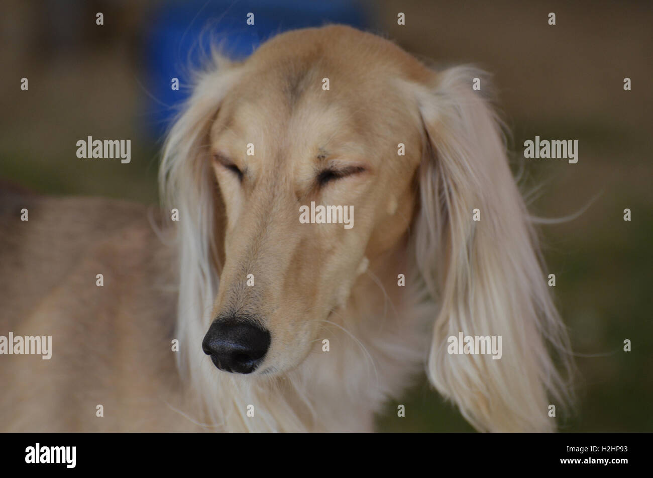 Saluki Hund mit geschlossenen Augen. Stockfoto