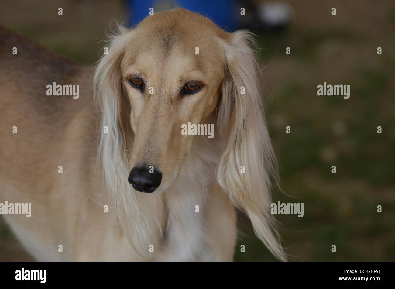 Wunderschöne Saluki Windhund mit einer schwarzen Nase. Stockfoto