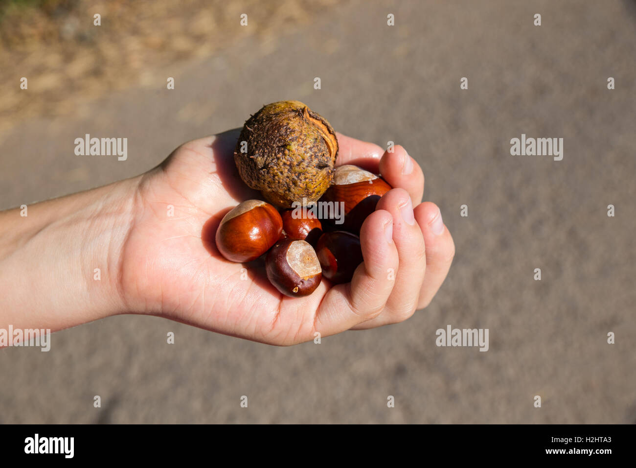 Mädchens Hand Holding Conkers. Stockfoto