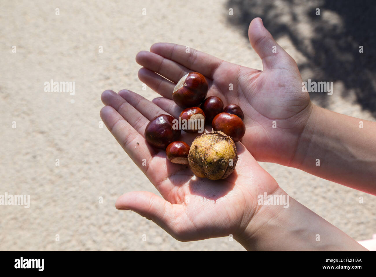 Mädchens Hand Holding Conkers. Stockfoto