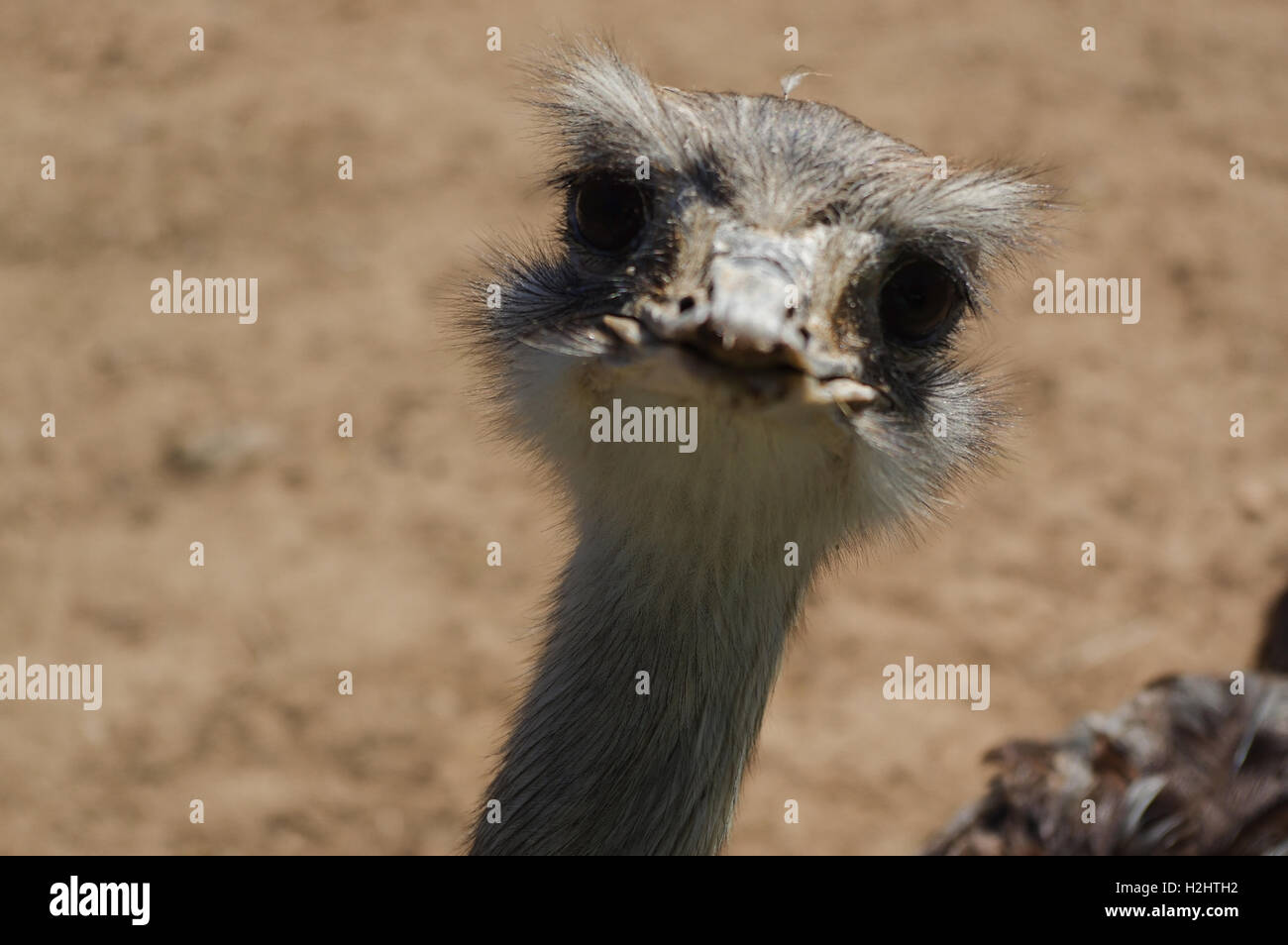 ein Vogel Strauß den Kopf Closeup, lustiges Gesicht von einem strauss