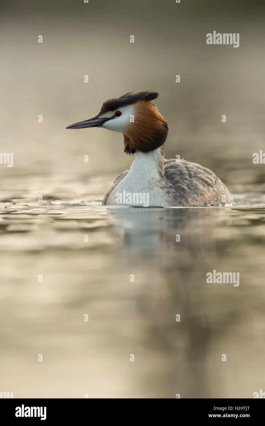 Toller Haubentaucher (Podiceps cristatus) Schwimmen auf ruhigem Wasser, in sanfter Beleuchtung, Frontalansicht, Tierwelt, Europa. Stockfoto