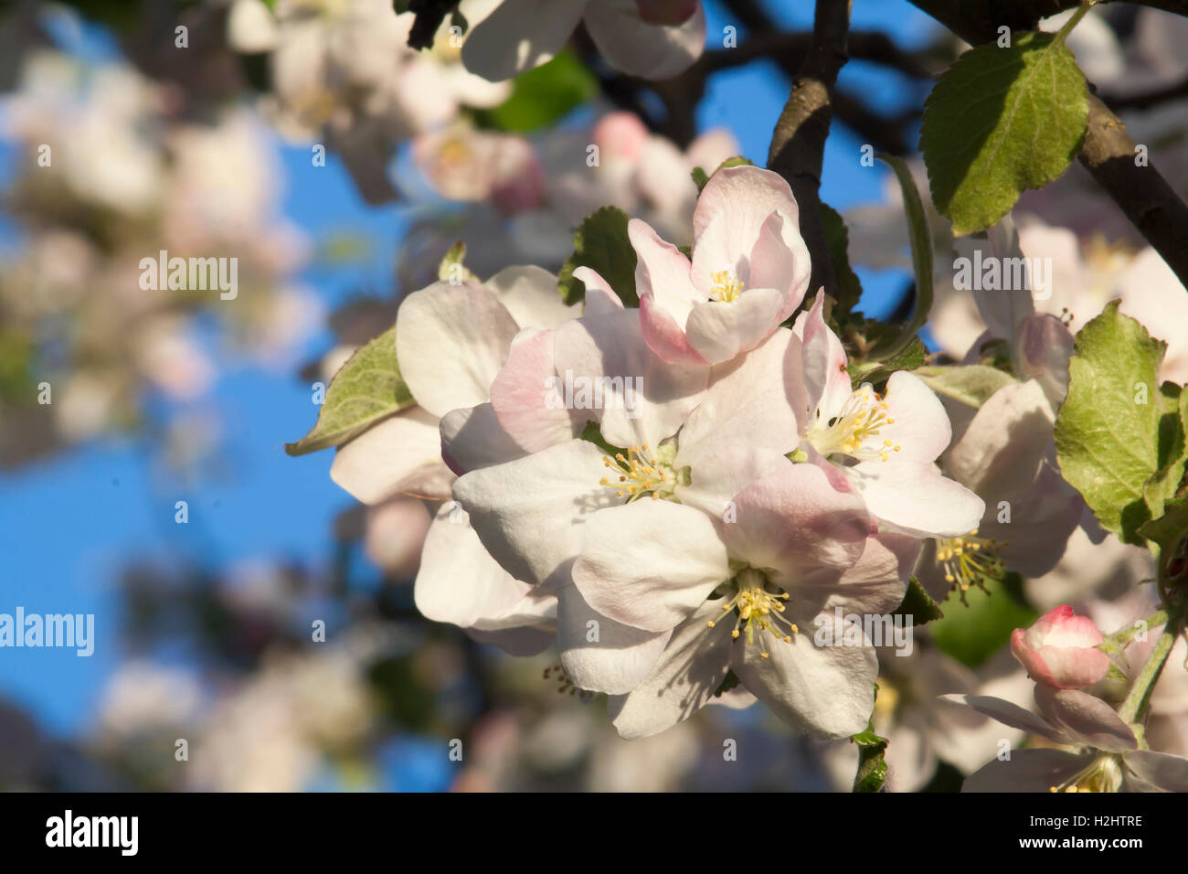 Blumen auf dem Apfelbaum Stockfoto