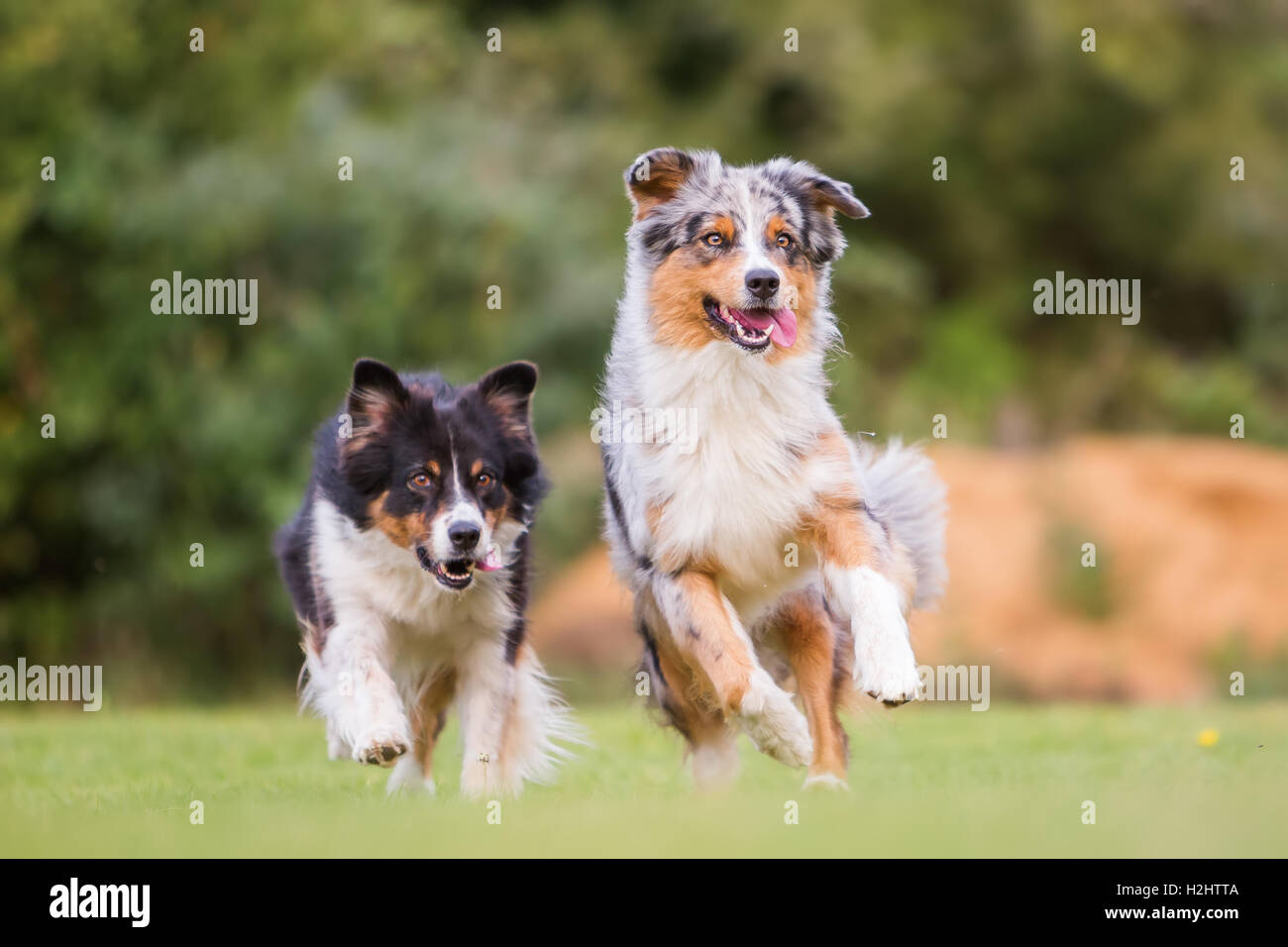 zwei Australian Shepherd Hunde laufen auf der Wiese Stockfoto