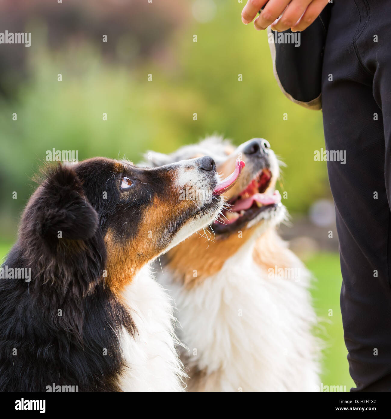 zwei Australian Shepherd Hunde warten vor einem Mädchen für eine Behandlung Stockfoto