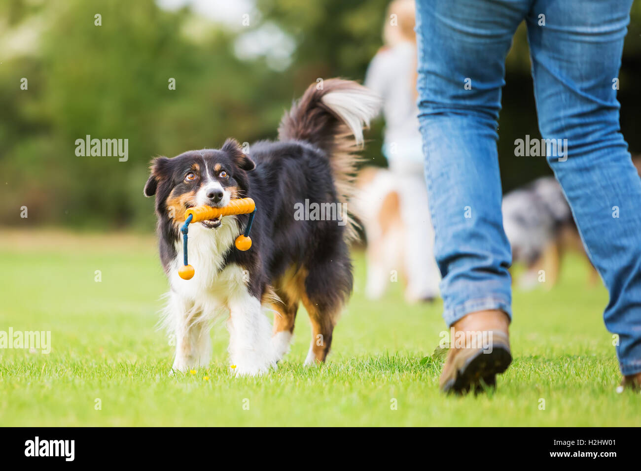 Australian Shepherd Hund abrufen eine Spielzeug mit einer Frau Stockfoto