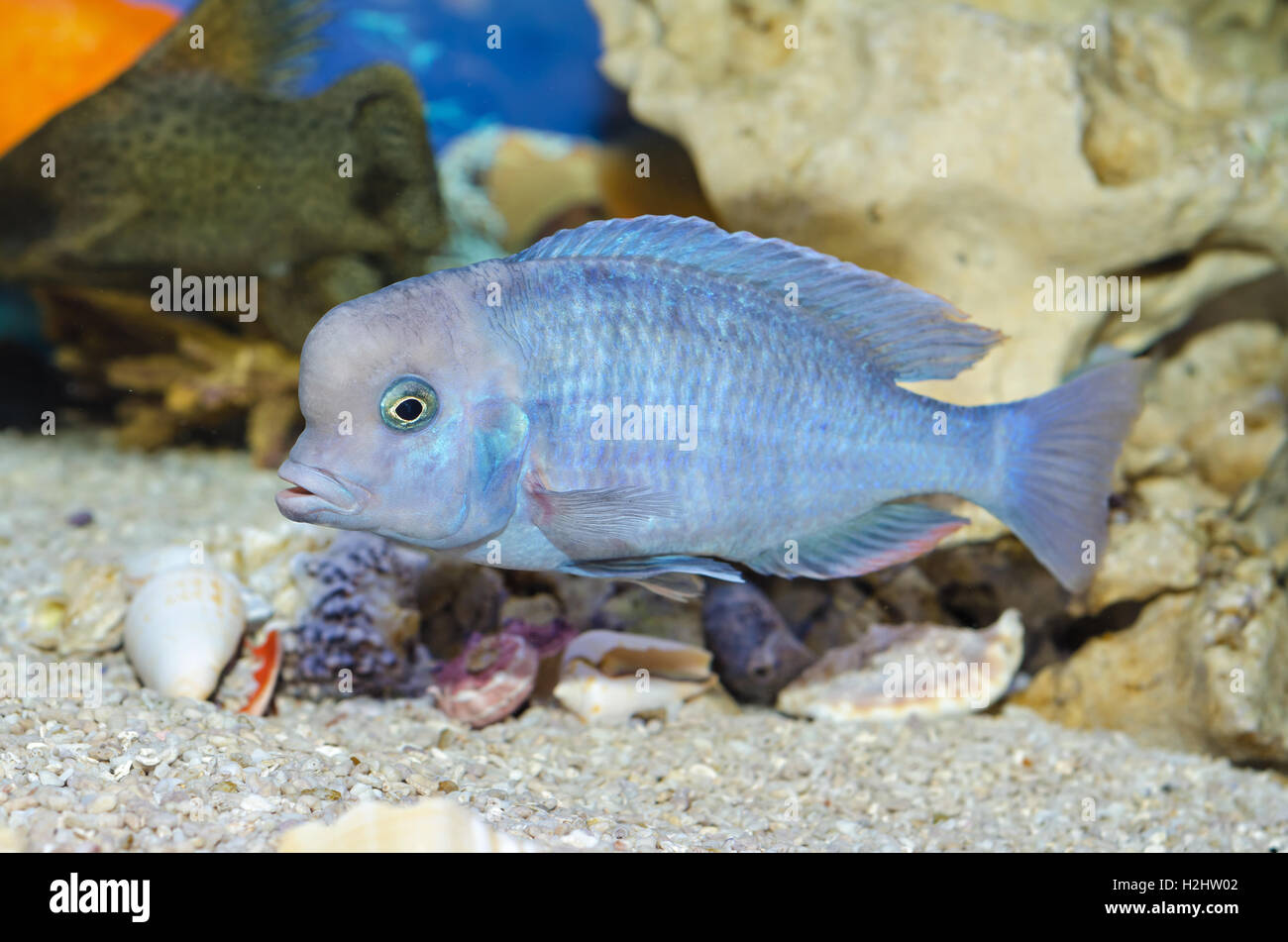 Blaue Fische schwimmen im Aquarium Stockfoto