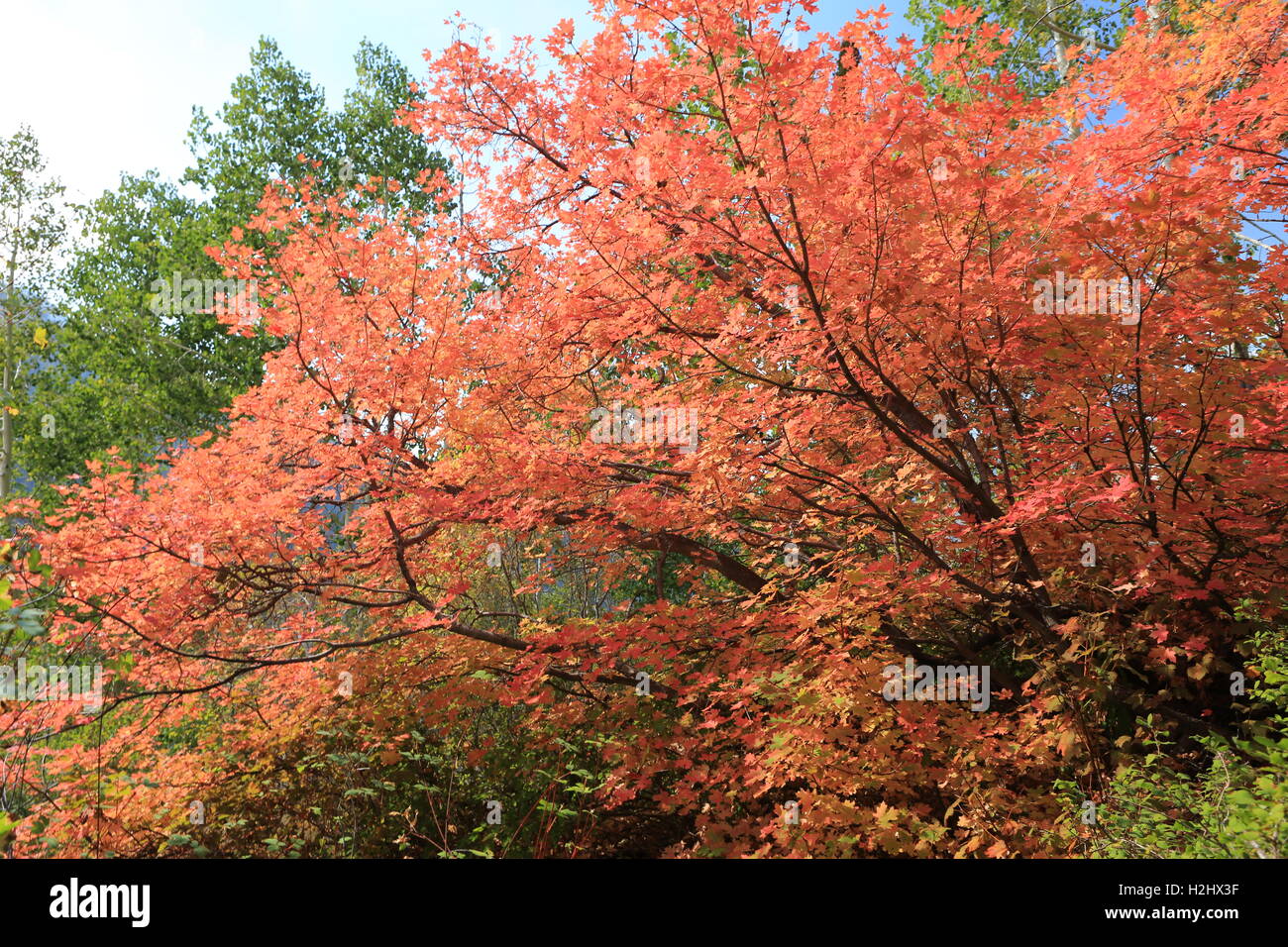 Ahornbaum im Herbstlaub, Salt Lake City, Utah Stockfoto