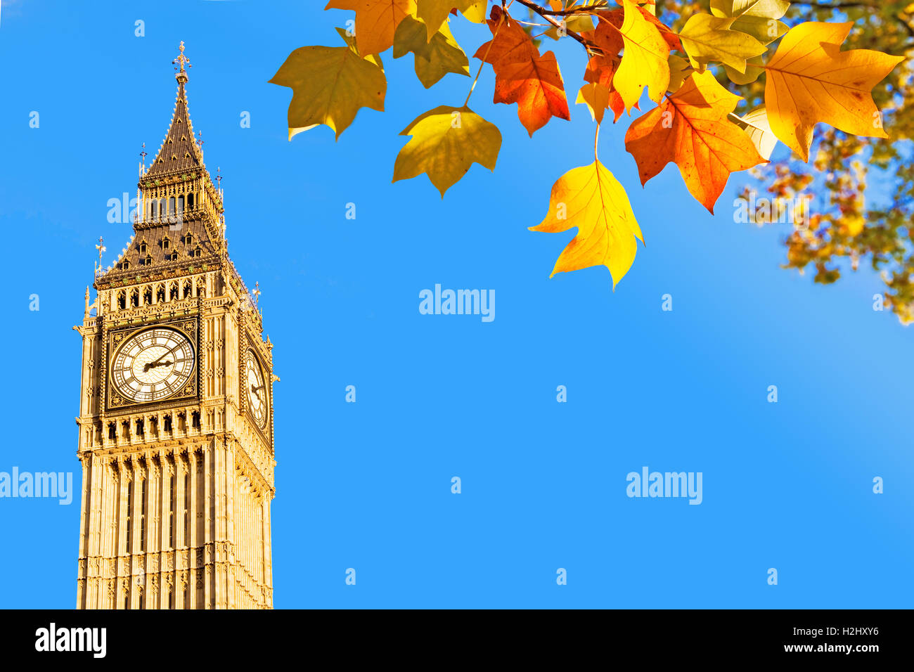 Big Ben und herbstliche Blätter, London, UK Stockfoto