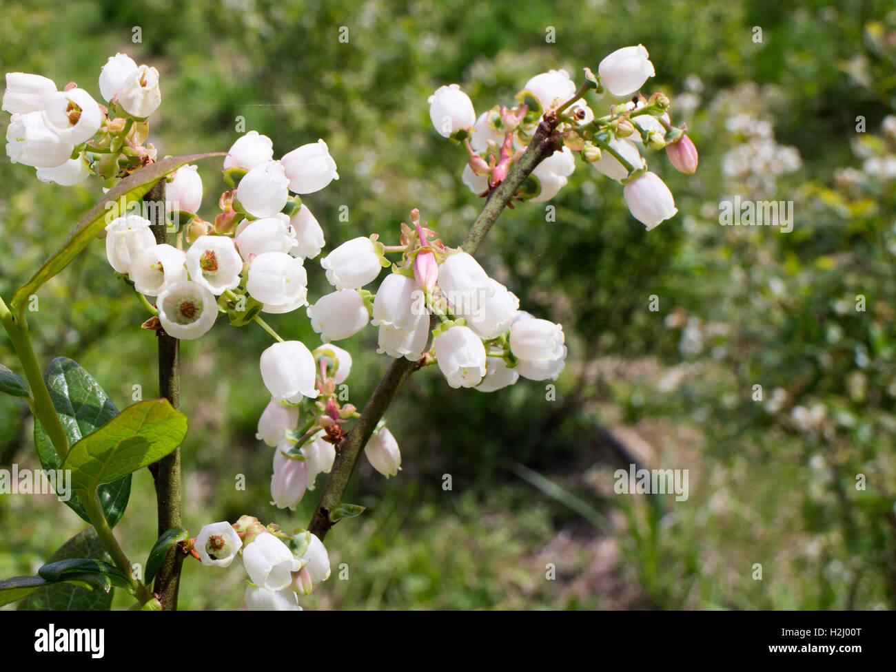 Heidelbeeren, bildet im Frühjahr auf Vancouver Island, Kanada Stockfoto