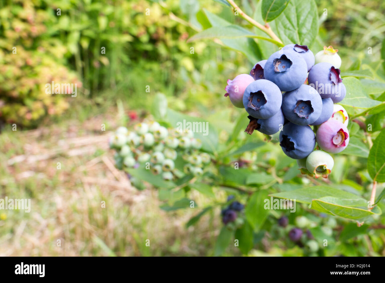 Heidelbeeren wachsen auf einem Ast auf einem Bauernhof auf Vancouver Island, Kanada Stockfoto