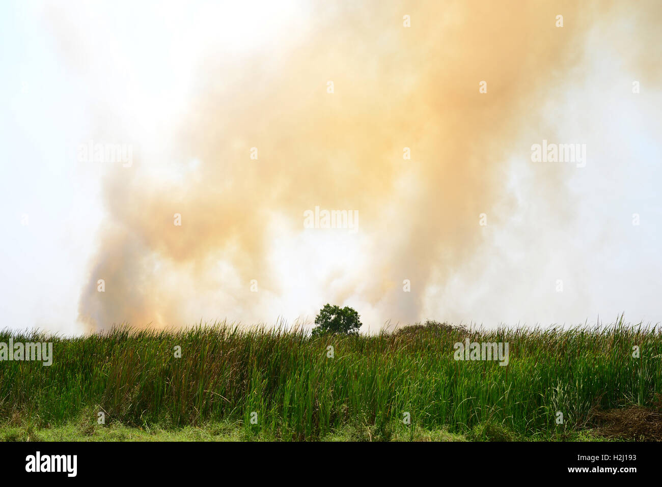 Das Grune Inferno Stockfotos Und Bilder Kaufen Alamy