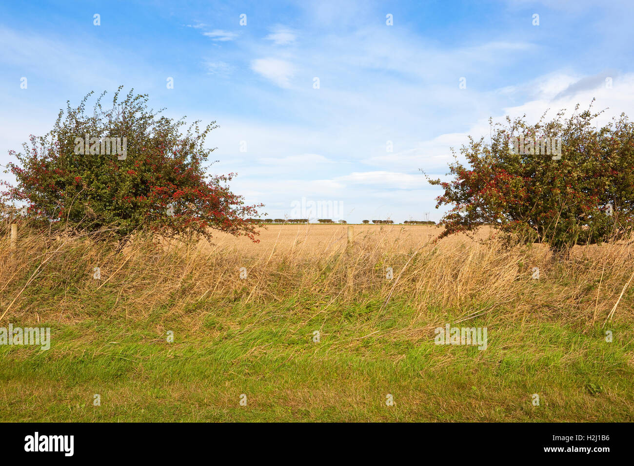 Kultivierten Ackerland von einem grasbewachsenen Feldweg im Herbst oder im Herbst durch eine Lücke in einer Weißdorn Hecke angesehen. Stockfoto