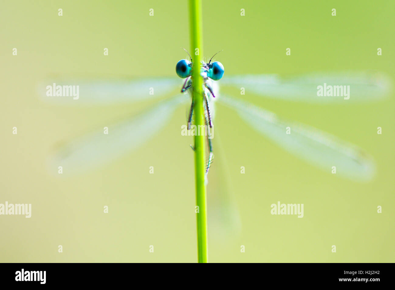 Nahaufnahme der Damselfly Augen, Kopf, wie es auf einem Ansturm Stiel hält. Sussex, UK. August. Geringe Schärfentiefe. Stockfoto