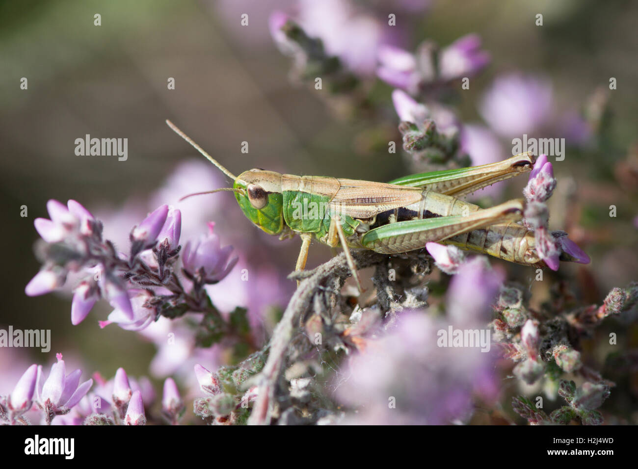 Meadow Grasshopper, Chorthippus Parallelus. Sussex, UK. August. auf Heidekraut oder Ling auf Heideland. Stockfoto