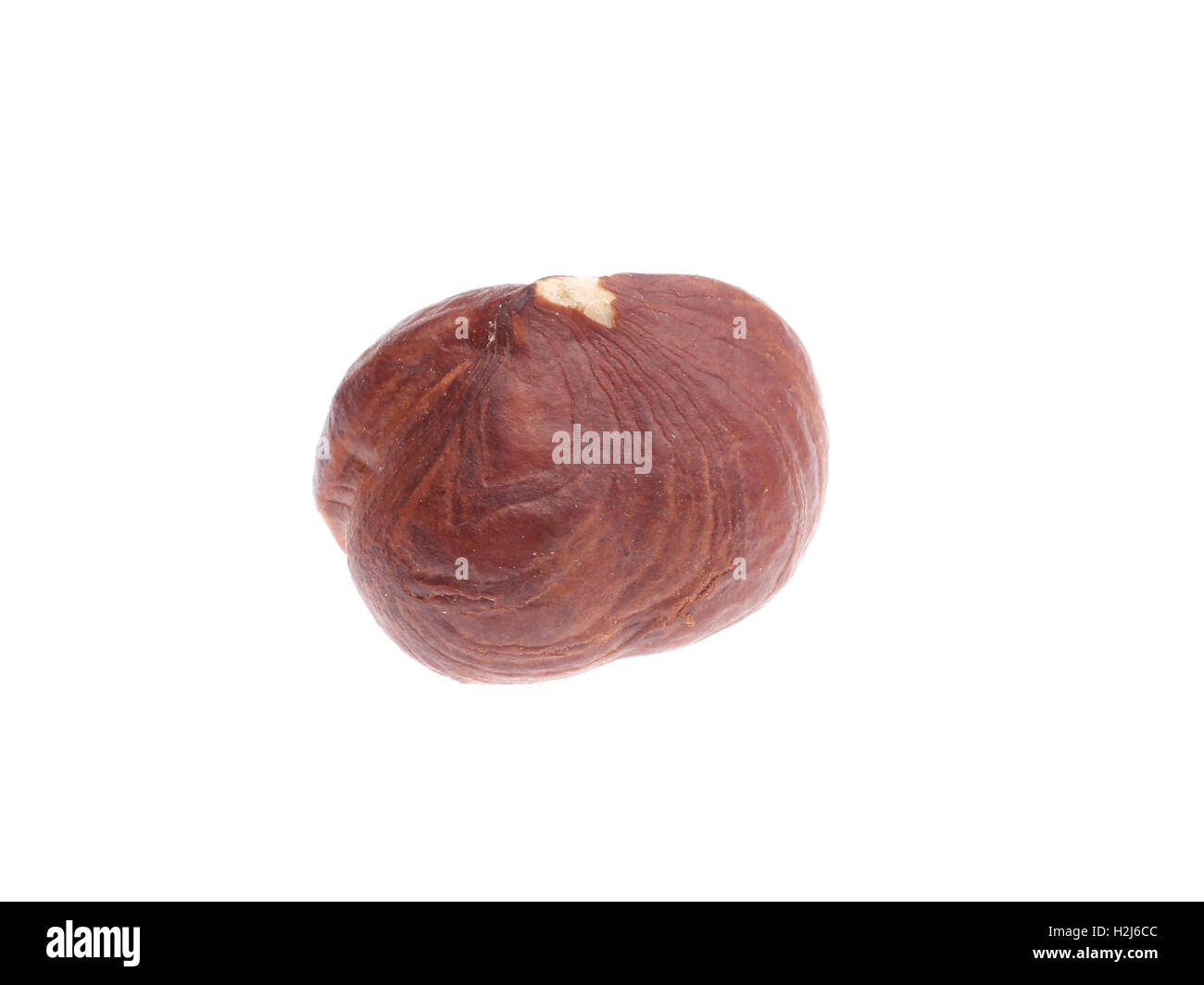 Kastanie auf weiß. Stockfoto