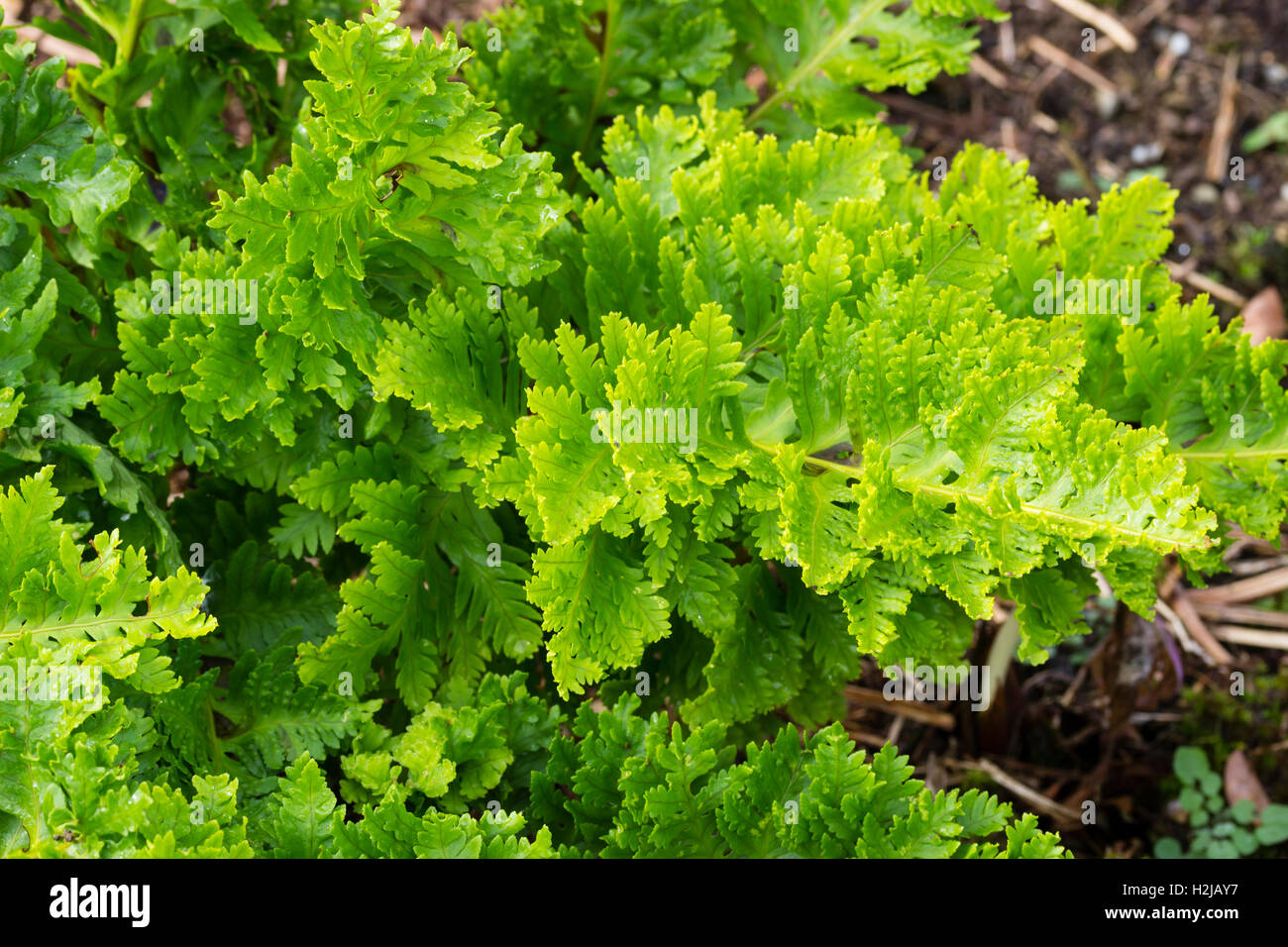 Plissierte Wedel von der walisischen Maisöl Farn, Polypodium Cambricum (Pulcherrimum Group) "Congested Variante" Stockfoto