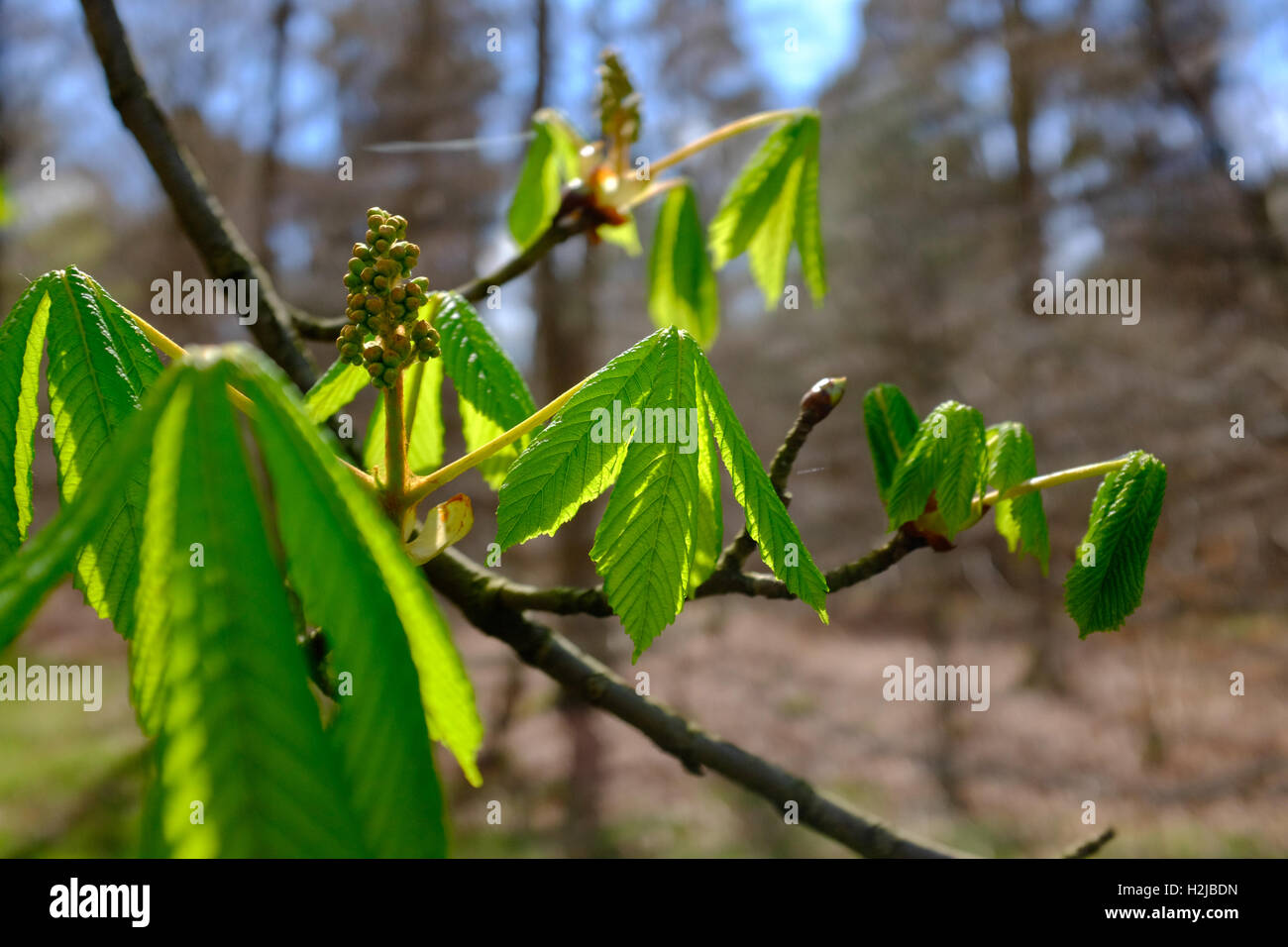 Junge Pferde Kastanie Blätter und Blüten Stockfoto