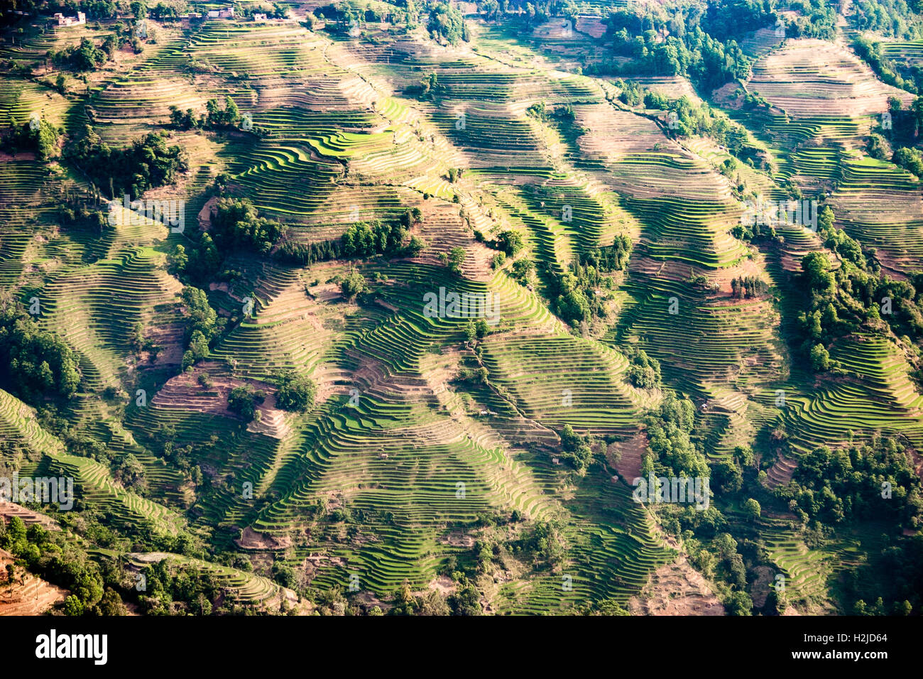 Einem riesigen Hügel terrassierten Reisfelder in der Nähe von YuanYang, Provinz YunNan, China Stockfoto