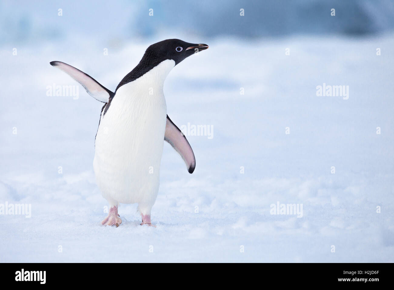 Ein freundlicher Adelie Pinguin "Wellenlinien" Hallo in der Antarktis Stockfoto