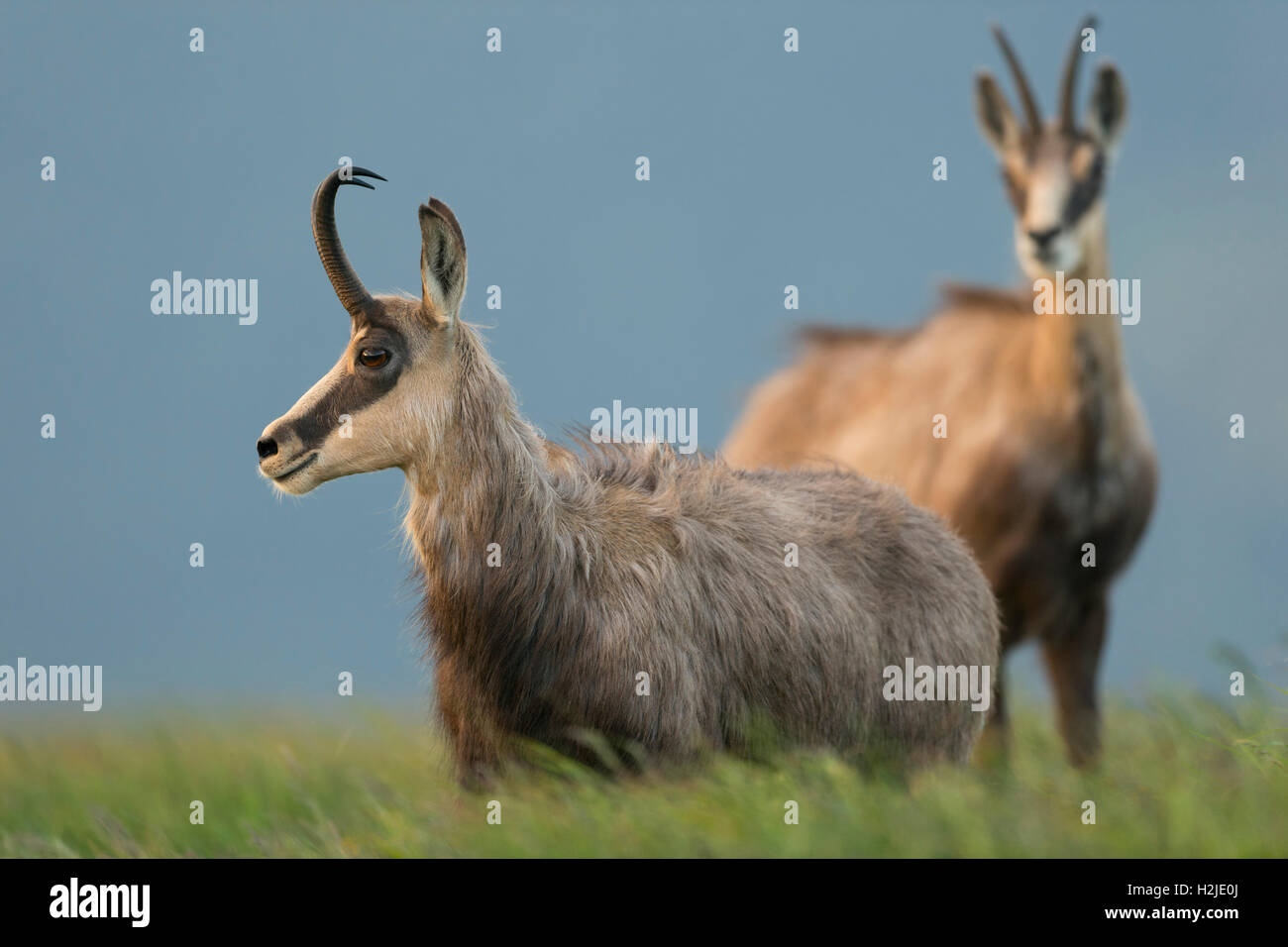 Gämse / AlpenGämse / Gaemse ( Rupicapra rupicapra ) steht in hohem Gras und beobachtet aufmerksam, weiches Licht, viele Details, Tierwelt, Europa. Stockfoto
