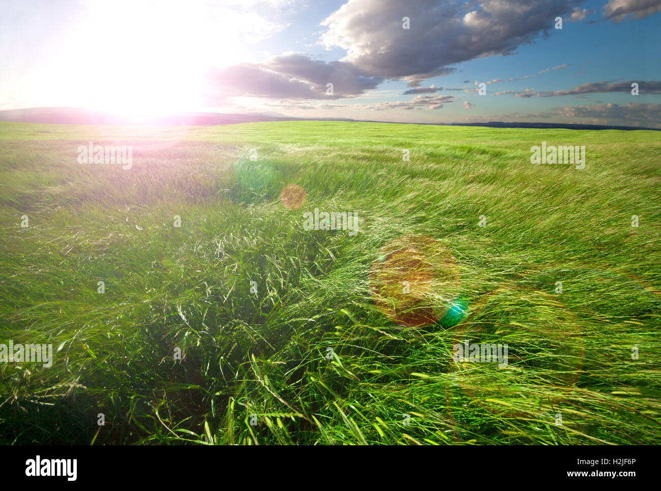 Bereich der grünen Rasen und Sonnenuntergang. Natur-Hintergrund Stockfoto