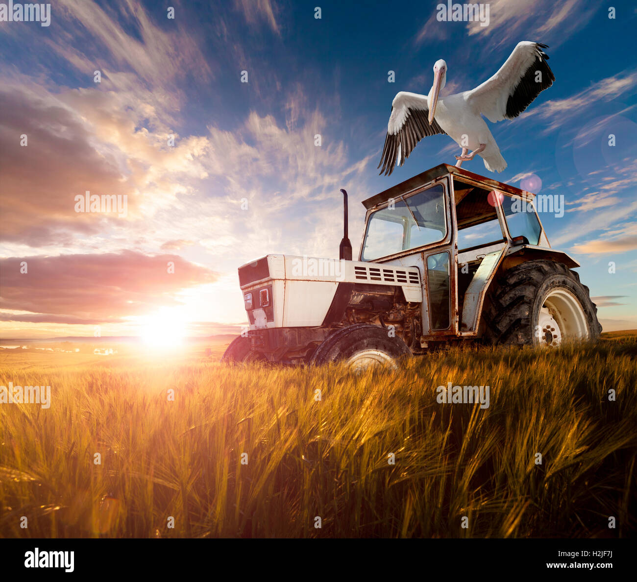 Weizenfelder, exotische Vögel und Traktor. Ländliche Reisekonzept Stockfoto