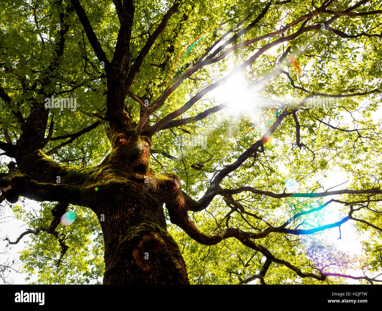 Fantasy-Natur-Baum. Irreale Gesicht und Armen. Geheimnisvollen Baum Stockfoto