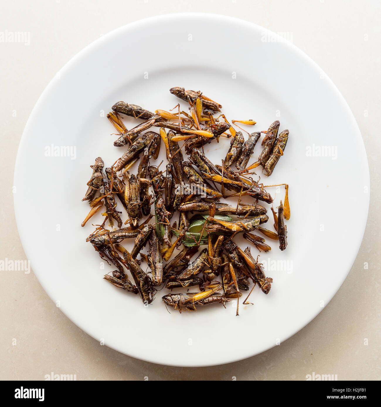 Asiatische Snacks, gebratene Heuschrecken auf einem weißen Teller serviert Stockfoto