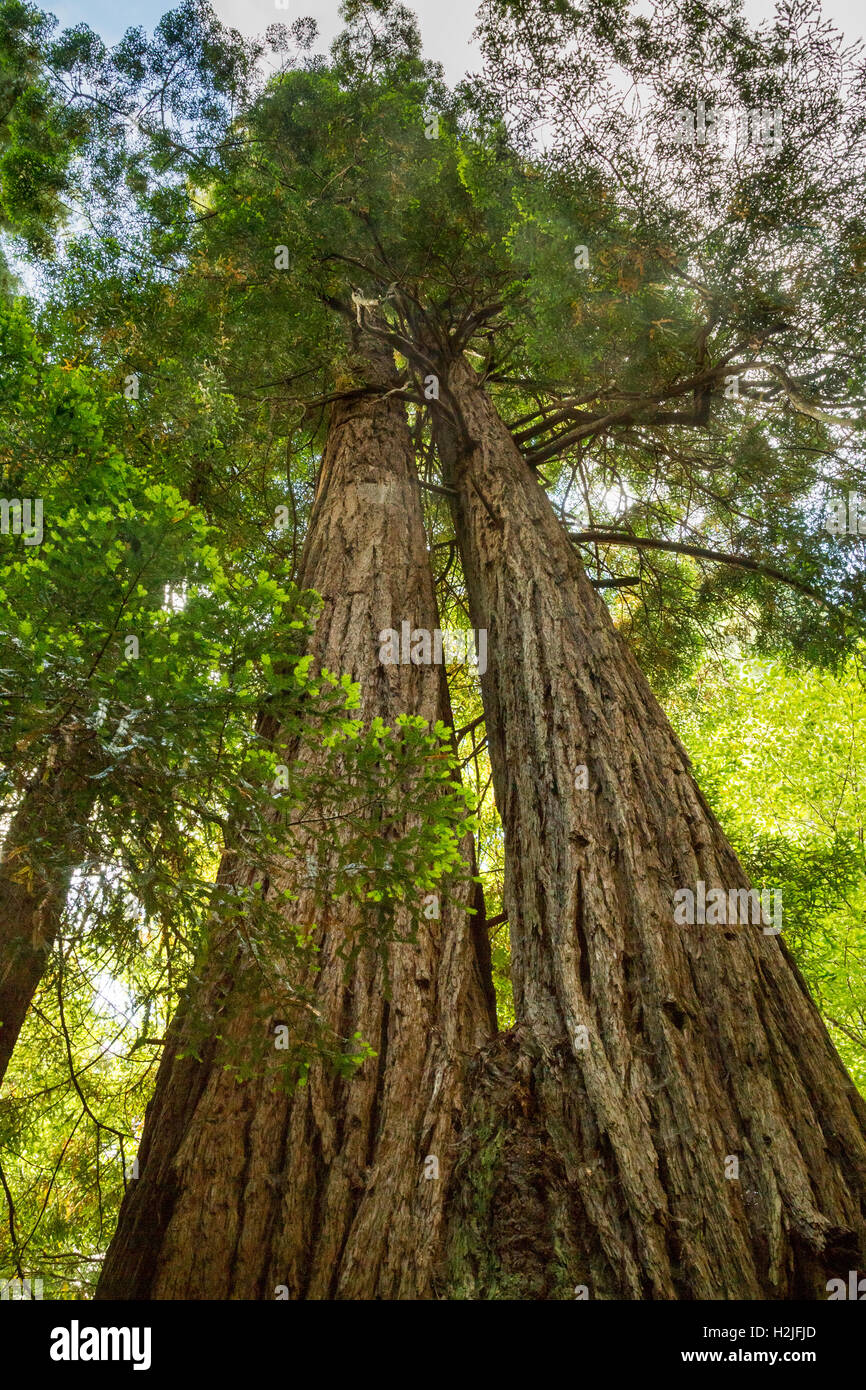 California Redwood (Sequoia Sempervirens) im Muir Woods National Monument in der Nähe von San Francisco, Kalifornien, USA. Stockfoto