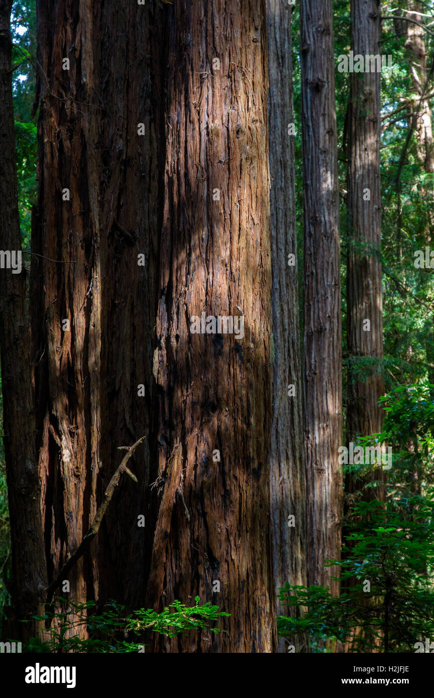 California Redwood (Sequoia Sempervirens) im Muir Woods National Monument in der Nähe von San Francisco, Kalifornien, USA. Stockfoto