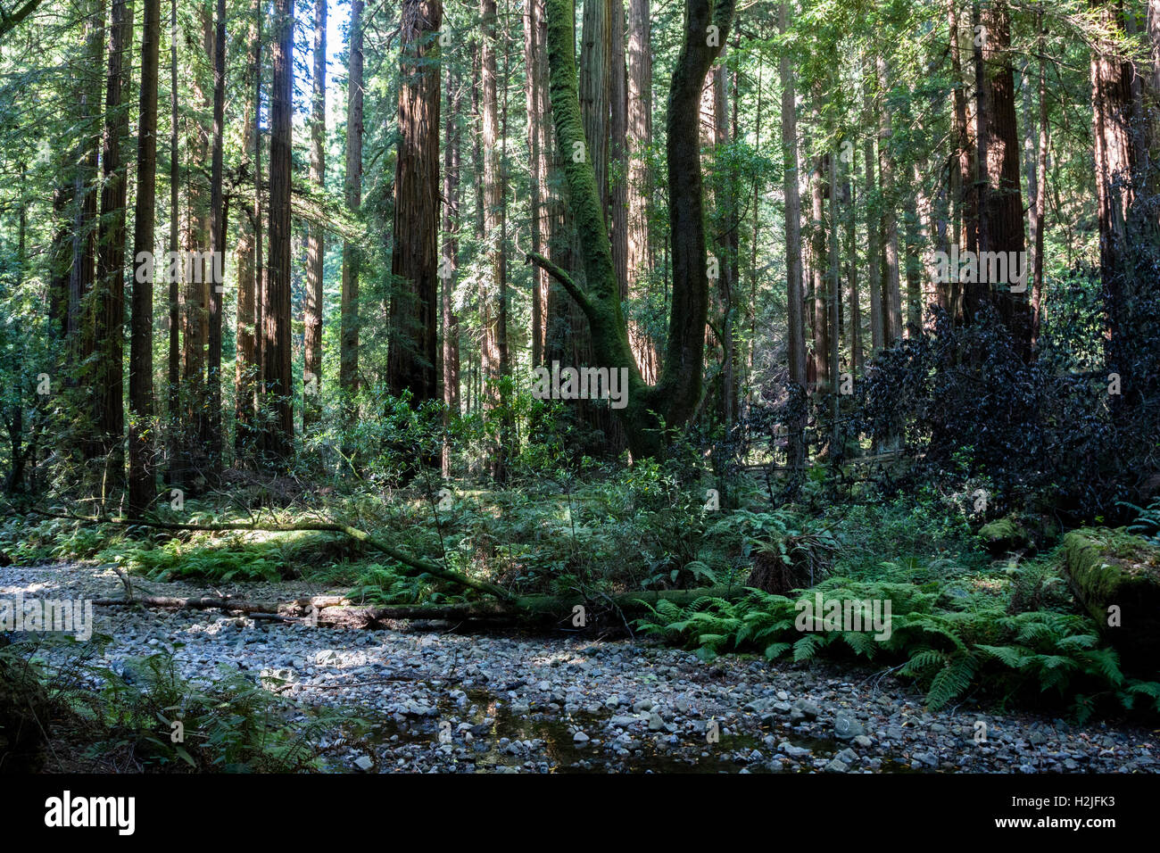 Little Creek in den Muir Woods National Monument in der Nähe von San Francisco, Kalifornien, USA. Stockfoto