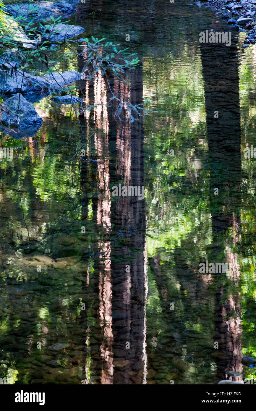 California Redwood (Sequoia Sempervirens) reflektiert in einem Bach in den Muir Woods National Monument in der Nähe von San Francisco, California Stockfoto