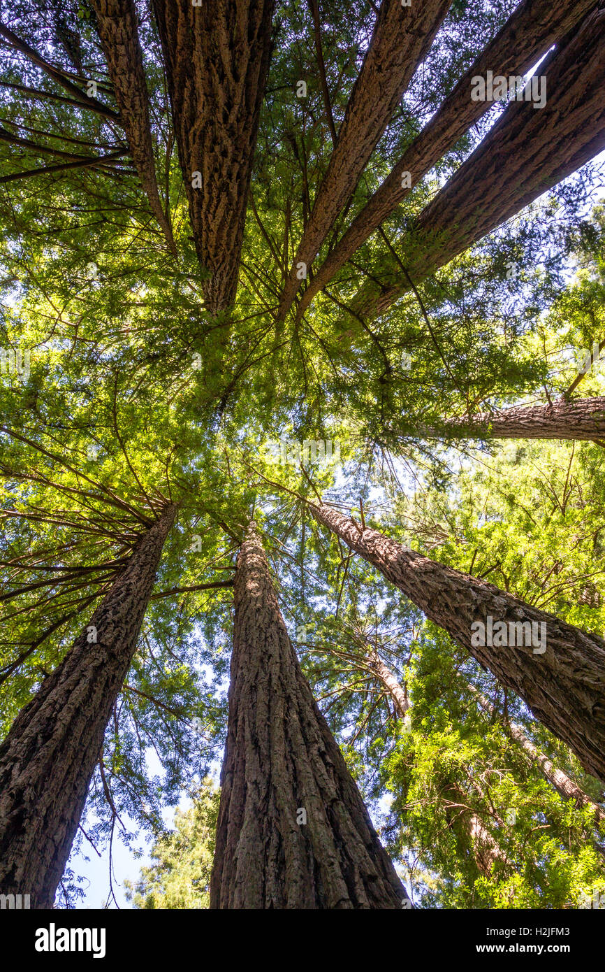 California Redwood (Sequoia Sempervirens) im Muir Woods National Monument in der Nähe von San Francisco, Kalifornien, USA. Stockfoto