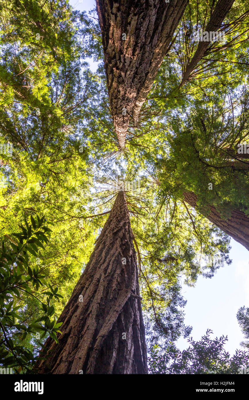 California Redwood (Sequoia Sempervirens) im Muir Woods National Monument in der Nähe von San Francisco, Kalifornien, USA. Stockfoto