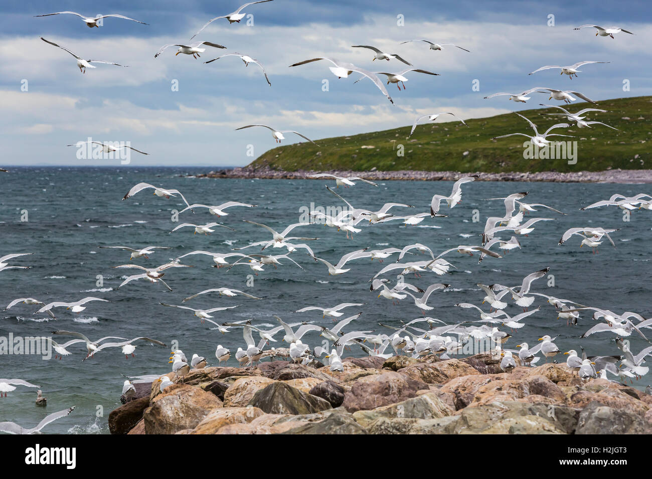 Möwen auf ein gefundenes Fressen im alten Perlican, Neufundland und Labrador, Kanada schwärmen. Stockfoto
