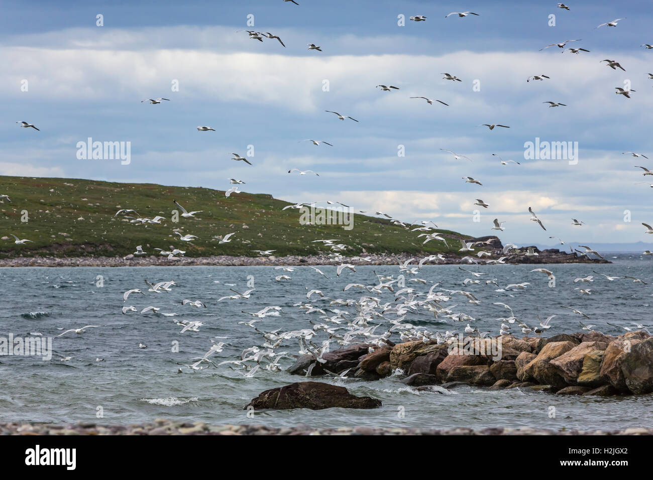 Möwen auf ein gefundenes Fressen im alten Perlican, Neufundland und Labrador, Kanada schwärmen. Stockfoto