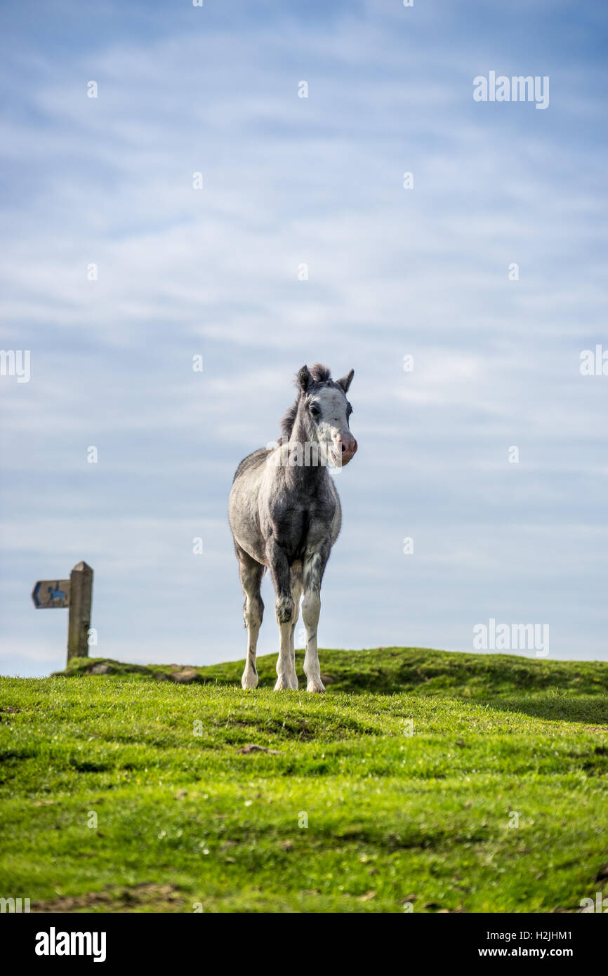 Graue wildes Pony Fohlen (Equus Caballus) Warnung auf die Sky-Line mit einem Maultierweg Finger Post im Hintergrund. Gower Halbinsel, Sout Stockfoto
