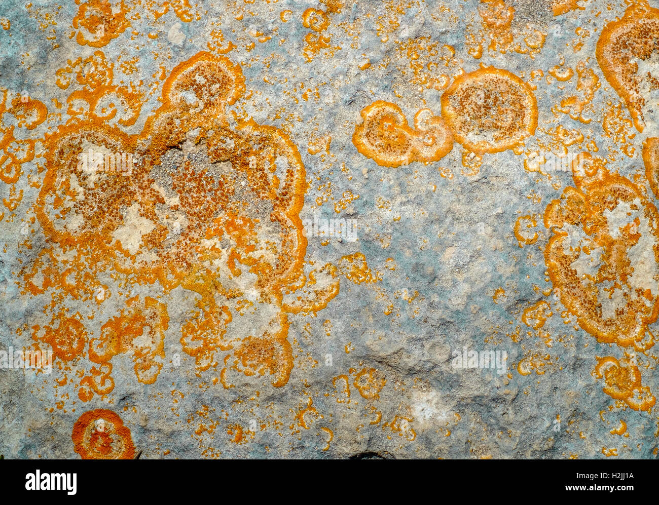 Nahaufnahme der orangefarbenen Flechten auf grauem Fels-DGM Stockfoto