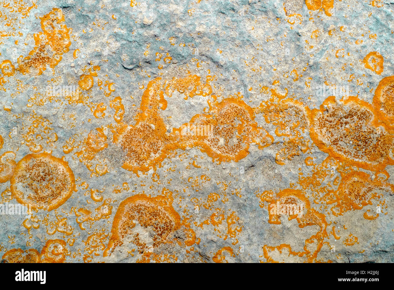 Nahaufnahme der orangefarbenen Flechten auf grauem Fels-DGM Stockfoto