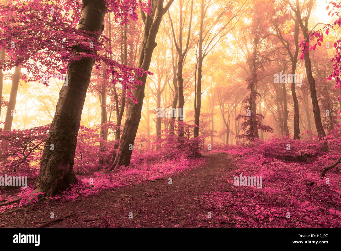 Märchen neblig Waldwege in herbstlichen Wälder Stockfoto