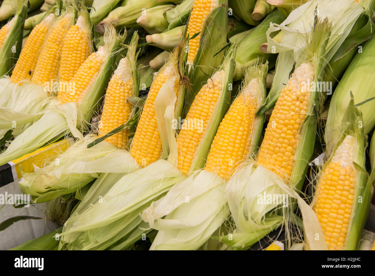 Frischer Mais auf dem Markt Stockfoto