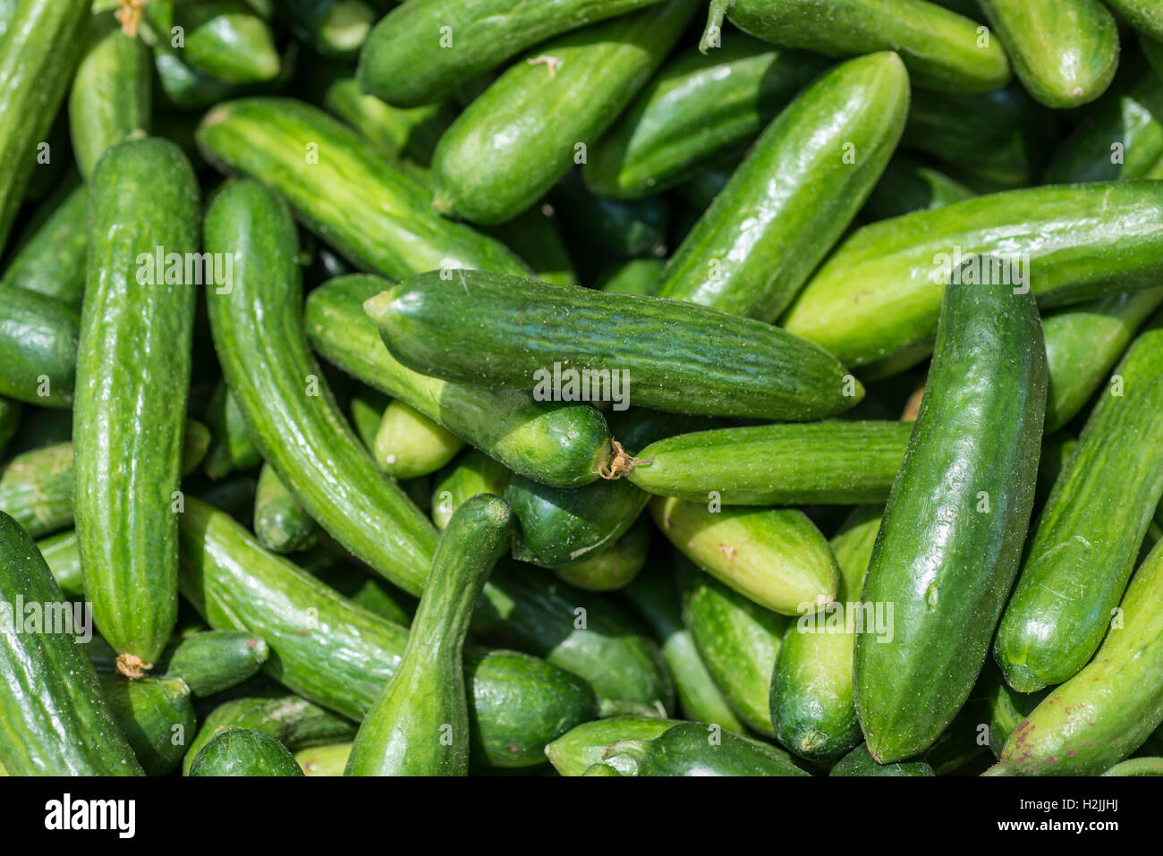 Frische grüne Gurke Stockfoto