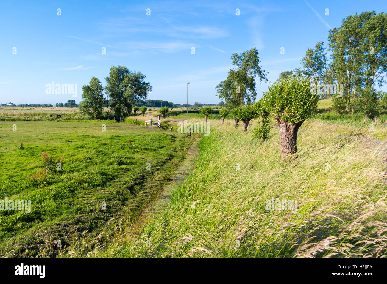 Niederländischen Polder-Landschaft mit Feld, Graben und Pollard Weiden in Spaarndam in der Nähe von Haarlem, Niederlande Stockfoto
