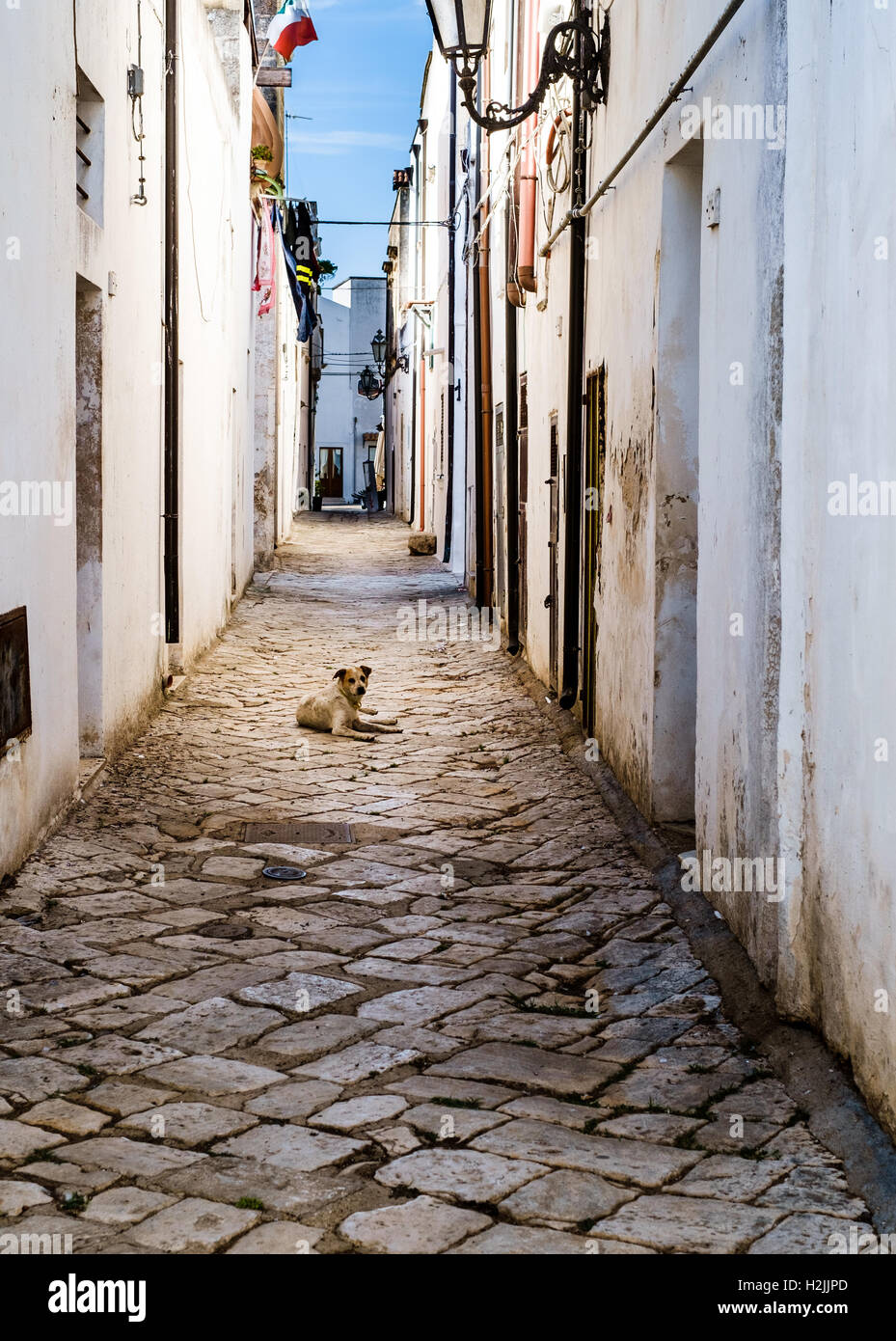 Einsamer streunender Hund, der in einer engen Gasse liegt. Salento, Apulien, Italien Stockfoto
