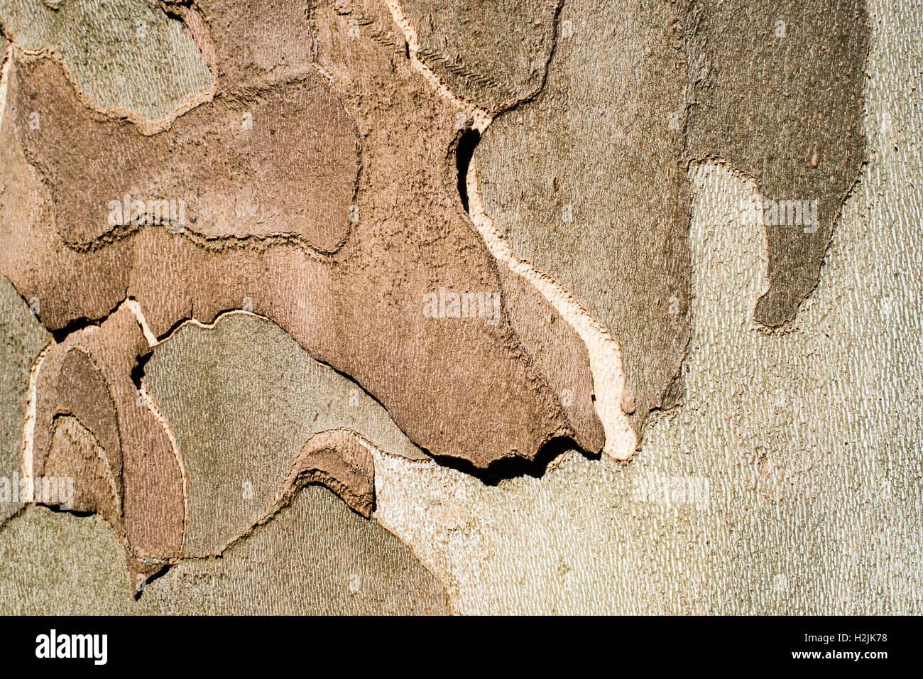 Platane Rinde Nahaufnahme Hintergrund Stockfoto