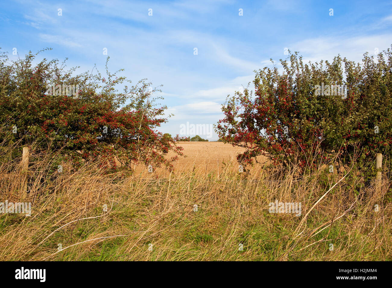 Eine Herbst-Landschaft mit kultivierten Felder durch eine Lücke in einer Beere beladenen Weißdorn Hecke von einem grasbewachsenen Feldweg gesehen. Stockfoto