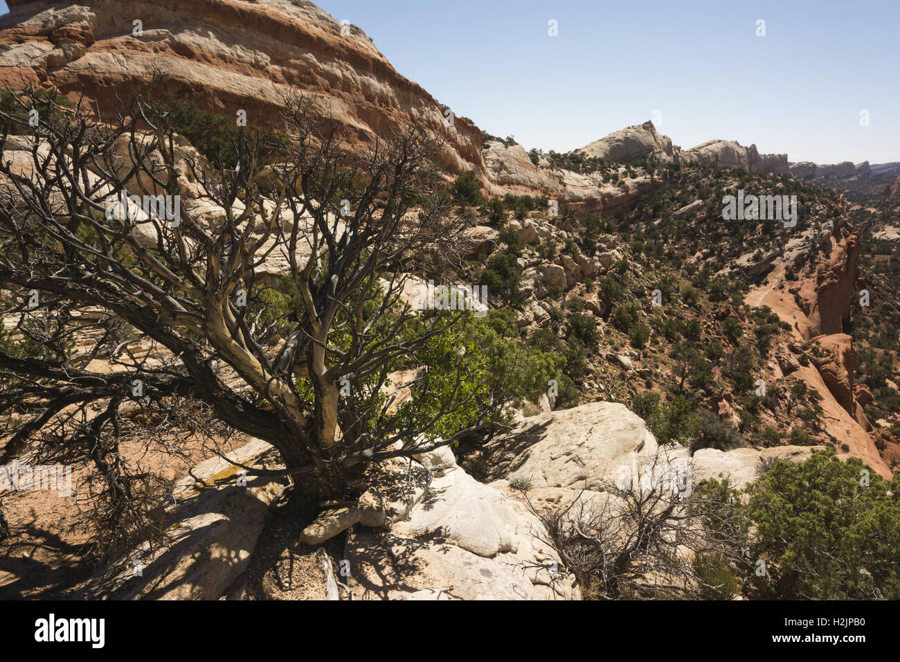 Capitol Reef National Park, Utah, Upper Alternativsäge Twist Canyon-Landschaft Stockfoto