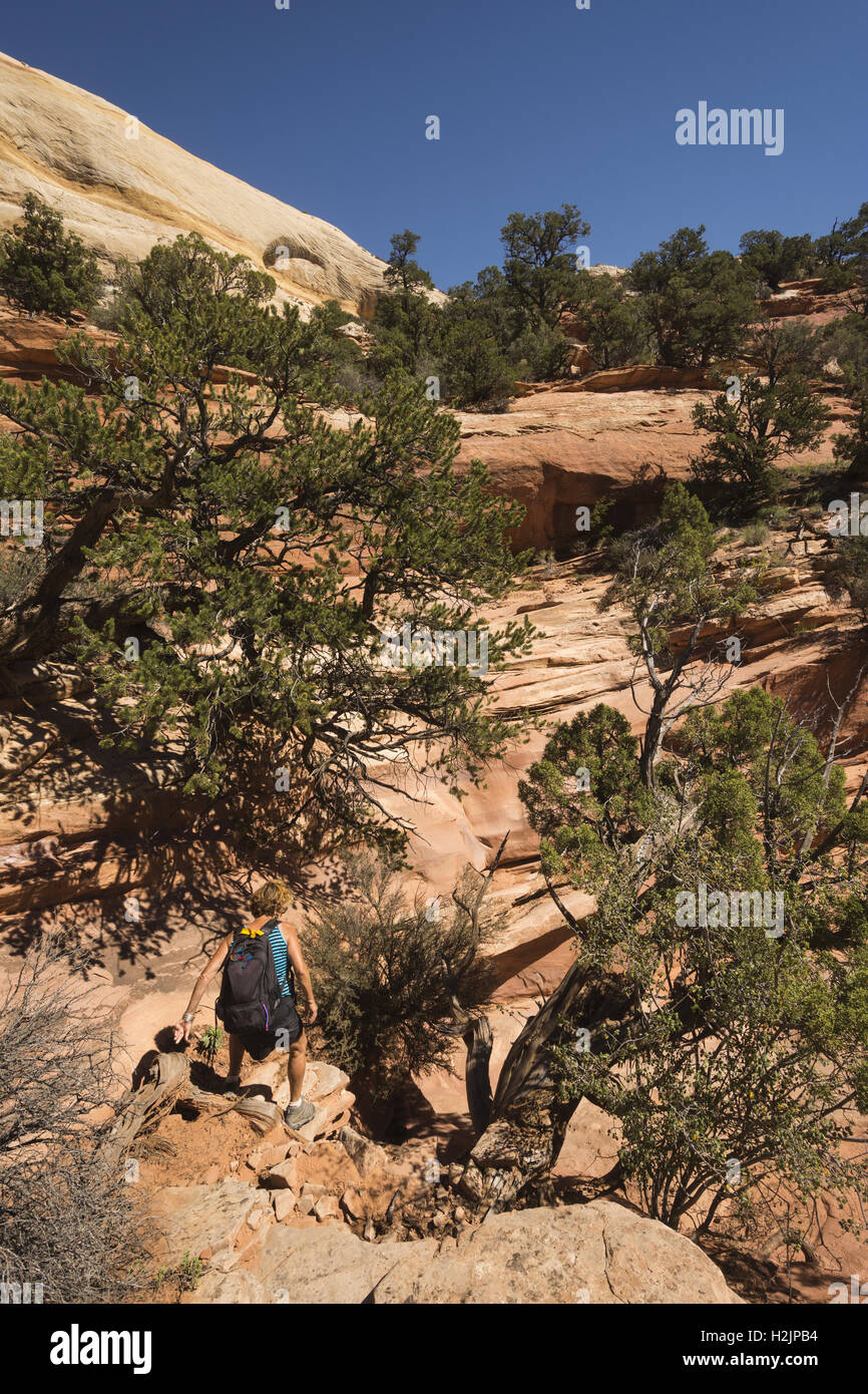 Elk293-3238 Utah, Capitol Reef National Park, obere Alternativsäge Twist Canyon Stockfoto